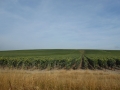 Anglija, Škotska, Irska