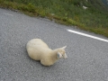 Nordkapp