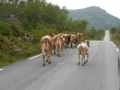 Nordkapp