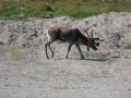 Nordkapp