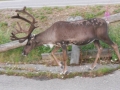 Nordkapp