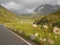 Provansa in švicarske Alpe