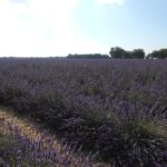 Polje lavandina (Sainte-Croix-du-Verdon)