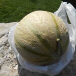 Melona iz kraja Cavaillon