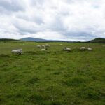 Ovčke na paši na Severnem Irskem