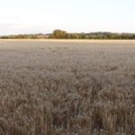 Dorset - polja pšenice za hišo