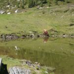 Krava ob jezeru na vrhu ceste