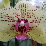 Rastlinjak z orhidejami