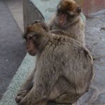 Gibraltar - opice